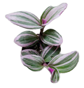 2" Tradescantia Nanouk